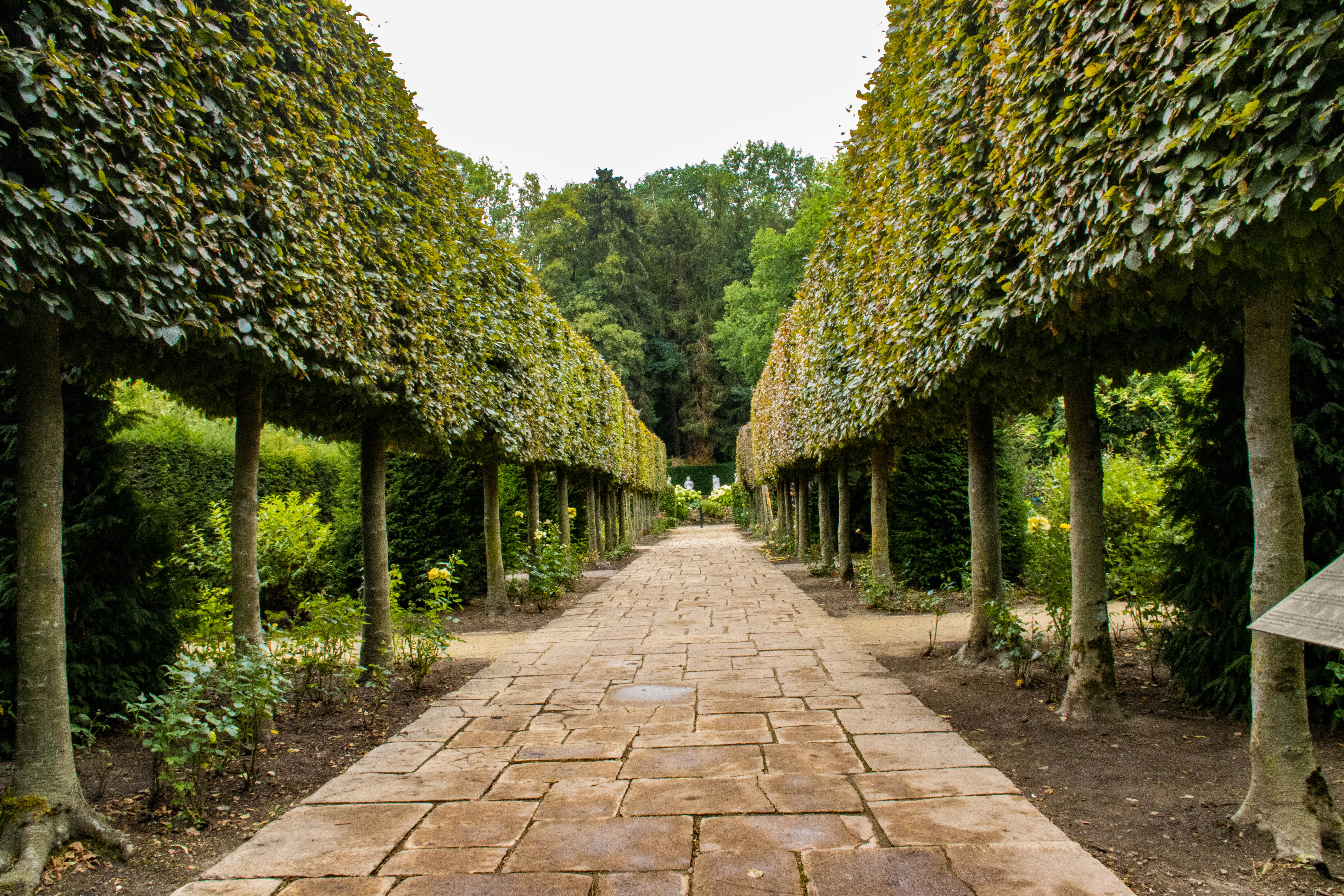 Allée arborée-IMG_0259.jpg